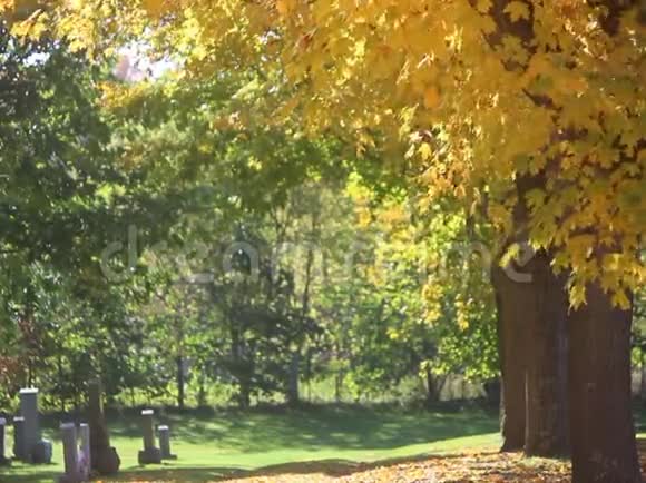 秋天黄绿枫树在墓地的小径视频的预览图