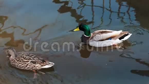 一对野鸭在自然界的池塘里游泳视频的预览图