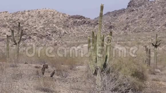 亚利桑那州沙漠南山公园沙漠中的几颗仙人掌视频的预览图