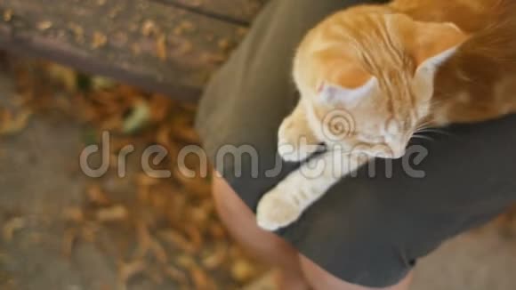 可爱的红色小猫躺在膝盖上一个女孩坐在院子里的木凳上在桦树下秋天和一只宠物散步雌性哈视频的预览图