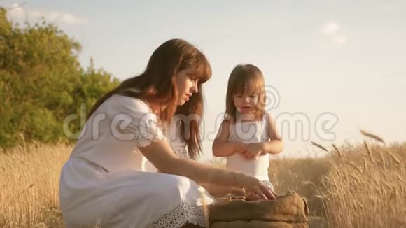 孩子手里的小麦母亲和小孩正在麦田里玩袋子里的谷物女婴视频的预览图