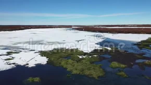 俄罗斯亚马尔半岛冻土带的海鸥视频的预览图