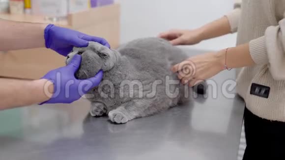 兽医在诊所里对家猫做医疗检查的特写镜头视频的预览图