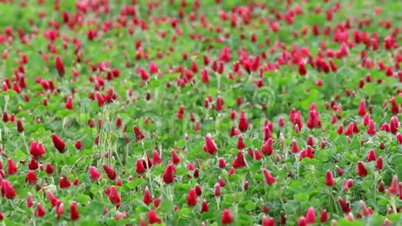 美丽的深红三叶草视频的预览图