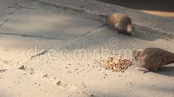 斑马鸽子鸟在吃食物视频的预览图