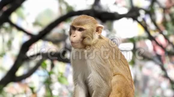 一只小猴子的肖像视频的预览图