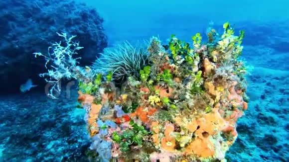 海底场景地中海潜水视频的预览图