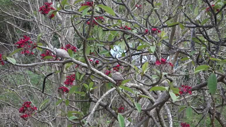 弗朗西帕尼树上的鸽子视频的预览图