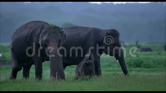 大象家族雌性雄性和婴儿视频的预览图