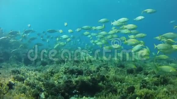 在地中海海礁游泳的塞勒马鱼学校有声音视频的预览图
