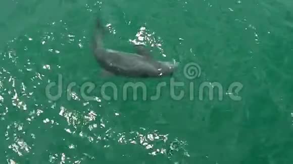 德索托公园海豚堡视频的预览图