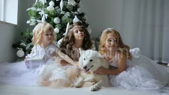 新年女朋友穿着优雅的衣服在背景上拥抱狗在圣诞树上抱着白色的球视频的预览图