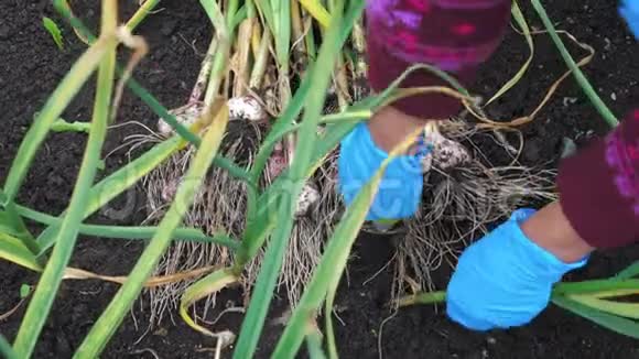 女园丁在花园的床上从潮湿的土壤中挖出新鲜的大蒜视频的预览图