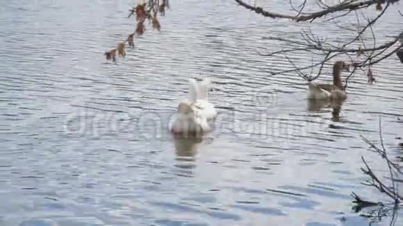 两只白鹅漂浮在池塘的水面上视频的预览图
