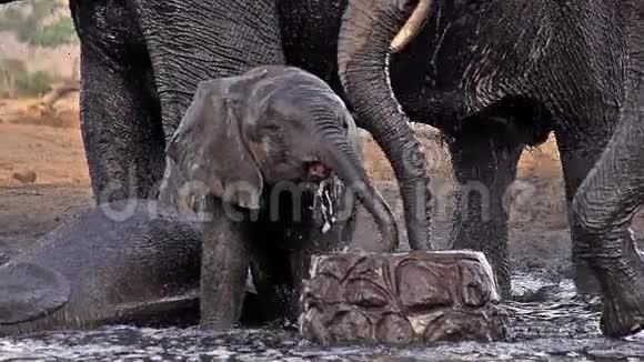 非洲象非洲象在博茨瓦纳Chobe河附近的饮水池集体喷水视频的预览图