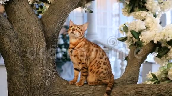 有趣的孟加拉猫在树上休息视频的预览图