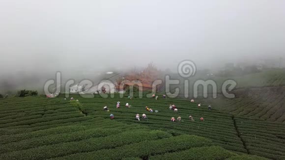 台湾阿里山地区采集乌龙茶叶种植的人群雾天空中景色视频的预览图