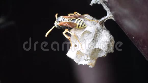 黄蜂息巢蜂视频的预览图