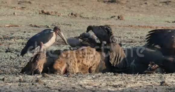 发现鬣狗crocutacrocuta几只鬣狗和秃鹫在泥泞中的死象上觅食这是津巴布韦的ManaPools视频的预览图
