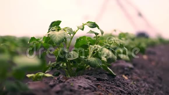 特写镜头灌溉过程时在土壤中成排在农业领域种植土豆小青薯丛视频的预览图