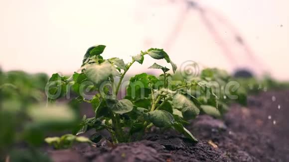 特写在土壤中成排地在农田中种植马铃薯时的灌溉过程绿色的小马铃薯丛视频的预览图