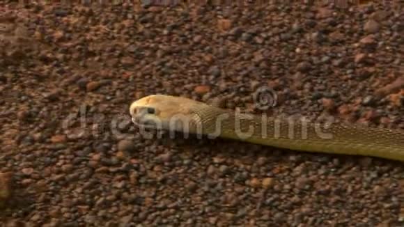 东棕蛇在沙砾上滑行视频的预览图