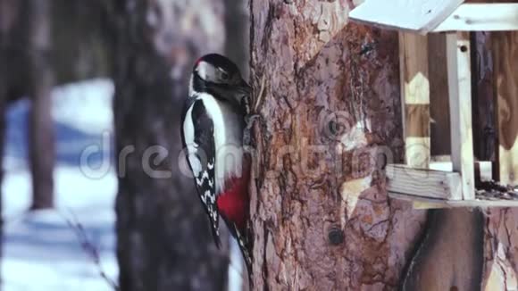 一只啄木鸟坐在松树树干上从喂食器里吃葵花籽视频的预览图