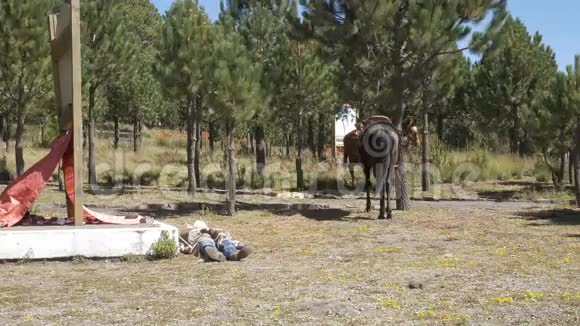 传统的牛仔在马旁边的地上休息视频的预览图