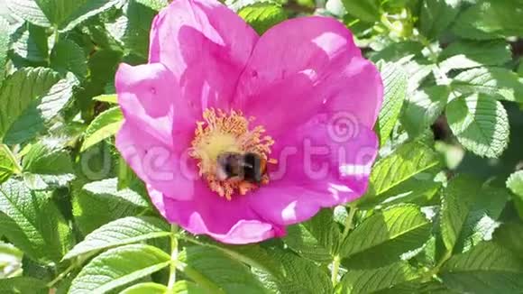大黄蜂从粉红色的玫瑰花中收集花粉视频的预览图