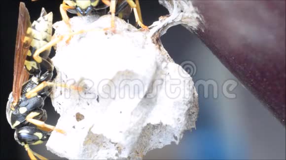 黄蜂息巢蜂视频的预览图