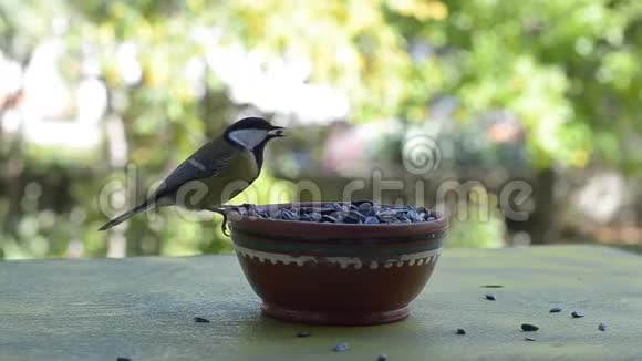 秋天和山雀的鸟飞进了喂食器选择性重点视频的预览图
