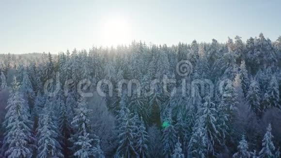 在寒冷的冬景中缓慢地向阳光飞向白雪皑皑的森林视频的预览图