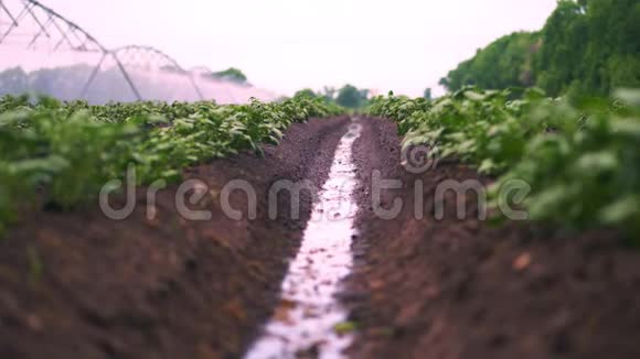 特写在土壤中成排地在农田中种植马铃薯时的灌溉过程绿色的小马铃薯丛视频的预览图