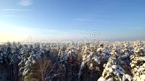 空中观景无人机登陆冬林雪地里的树从天空到4K路视频的预览图