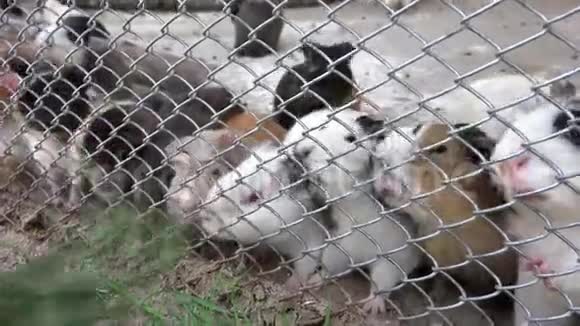 动物园里的孩子女孩喂豚鼠孩子们喜欢哺乳动物宠物护理视频的预览图