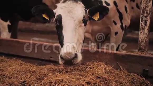 一头斑点牛的头部特写她吃干草看着相机视频的预览图