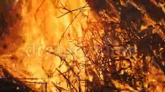 关闭燃烧干植物的火焰视频的预览图