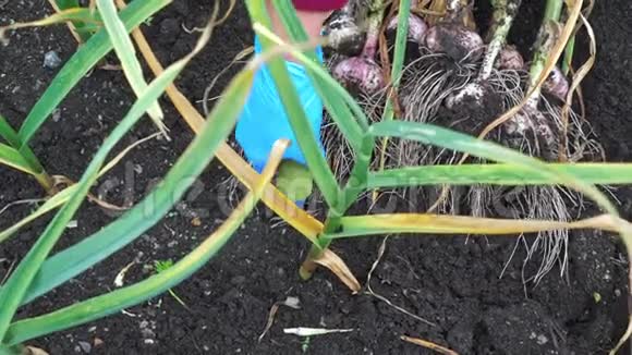 女园丁在花园的床上从潮湿的土壤中挖出新鲜的大蒜视频的预览图