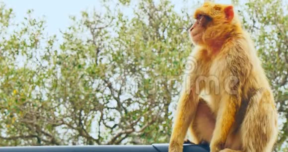 芭比娃娃猕猴坐在汽车屋顶上视频的预览图