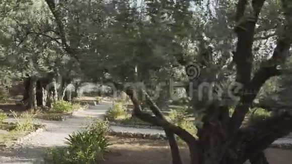 葛西曼花园的小径和橄榄树视频的预览图