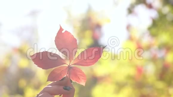 女孩的手拿着秋天落叶手在公园里迎着夕阳视频的预览图