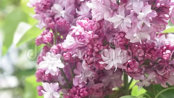 盛开的紫丁香花朵近了起来视频的预览图