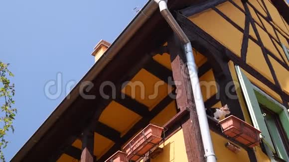 可爱的猫从阳台往下看半木架的房子阿尔萨斯法国视频的预览图