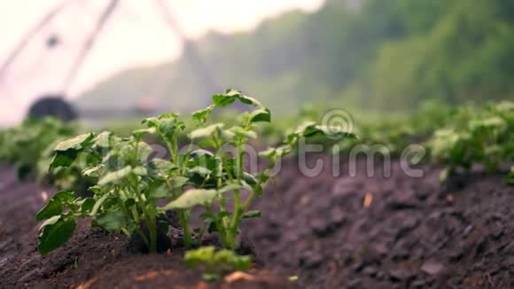 特写镜头在农田里用一个特殊的浇水枢纽灌溉成排地种着绿色的小马铃薯丛视频的预览图
