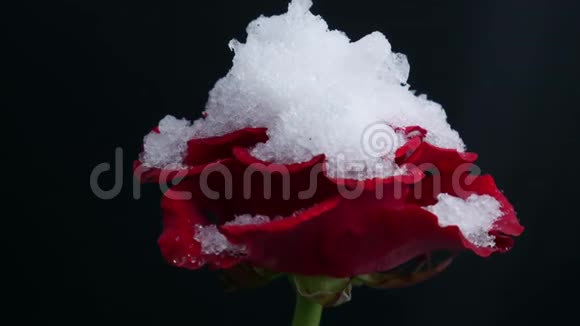 雪融化在一朵红玫瑰上黑色背景视频的预览图