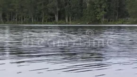 一对野鸭在淡水湖里游泳视频的预览图