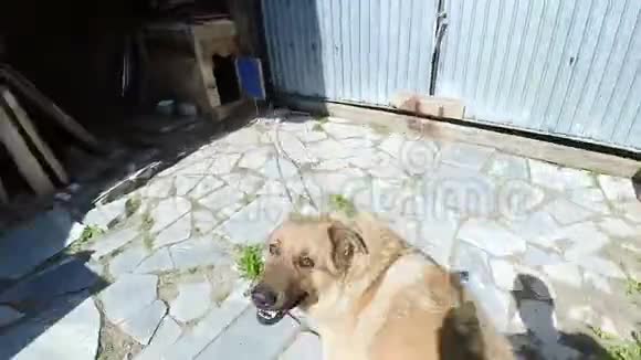 有趣的狗狗玩要求抓肚视频的预览图