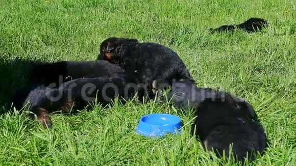 八只德国牧羊犬躺在绿草中视频的预览图