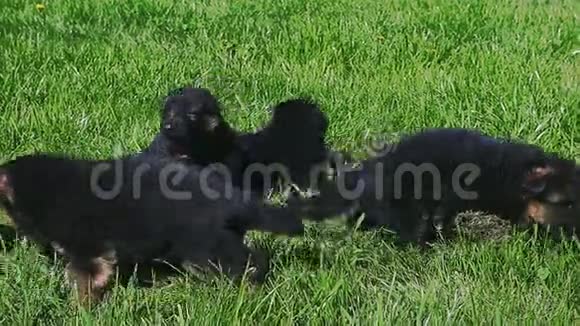 6只德国牧羊犬在绿草中行走视频的预览图