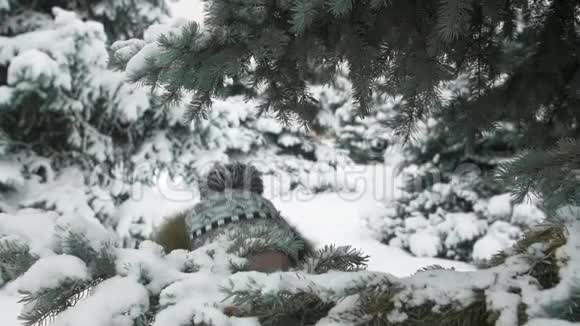 不开心的小女孩站在冷杉树下摆姿势冬日的森林雪景的冷杉树视频的预览图